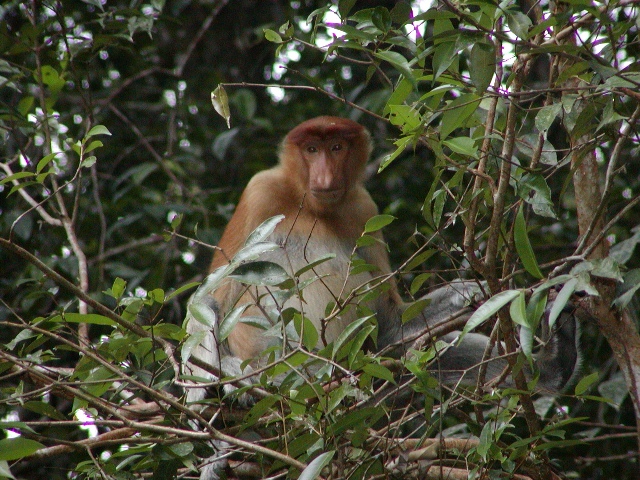 Proboscis Monkey in Bako